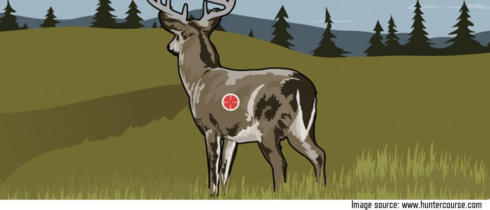 Whitetail Deer Shot Placement Wasp Archery