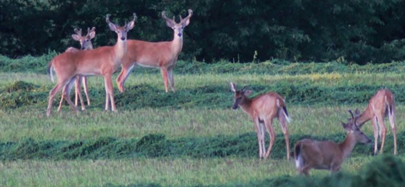deer-hunting-scouting