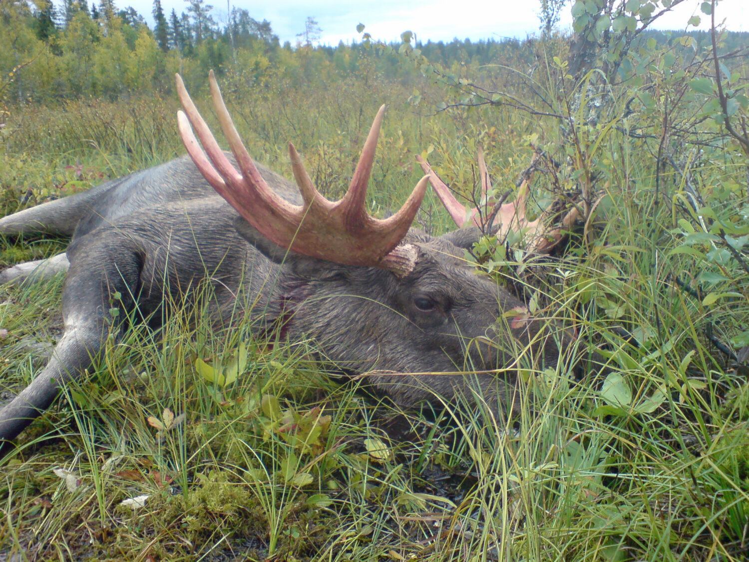 The best broadhead for elk & moose