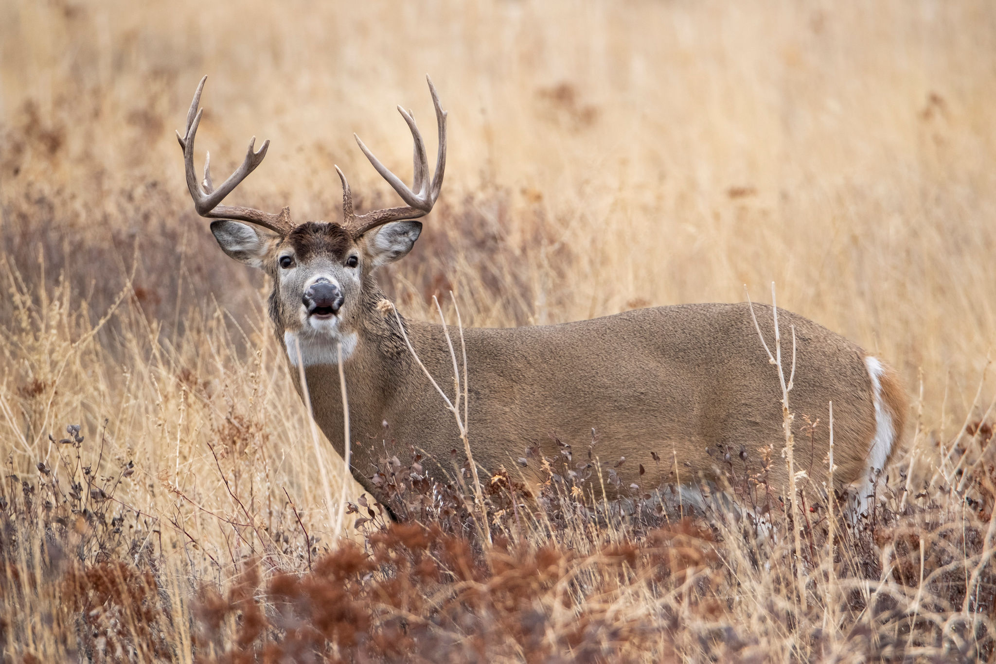 The buck is 32 yards, and the brush is about 19. The arrow's arch should clear the obstacle and hit the vitals no problem.