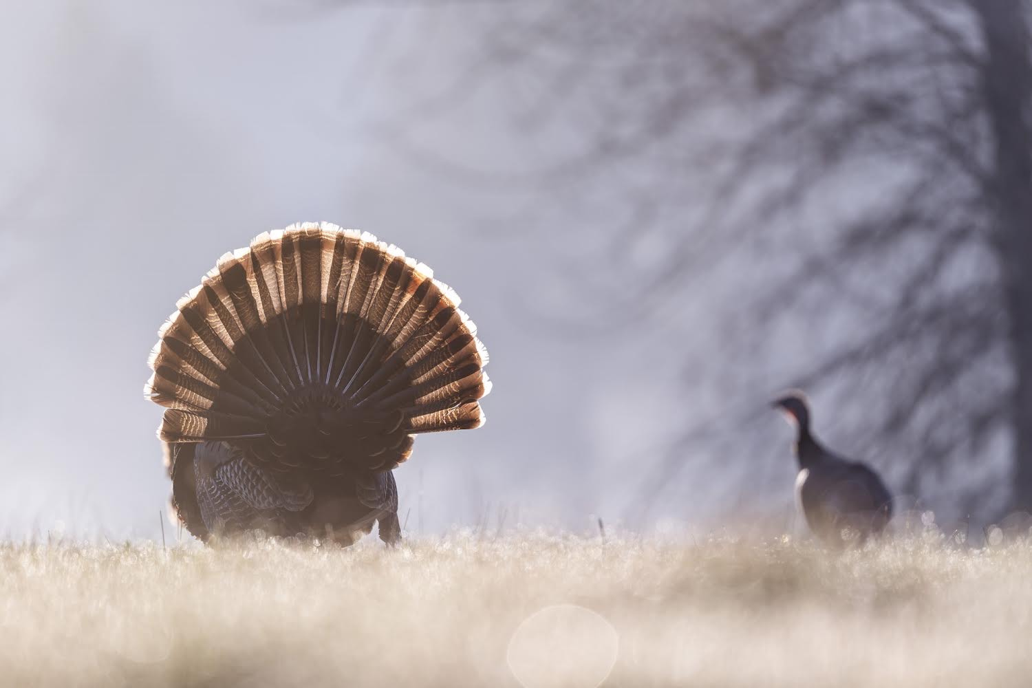 This big gobbler is 14 yards away, and you're hunting with a recurve. Do you take this shot or wait for a different angle?