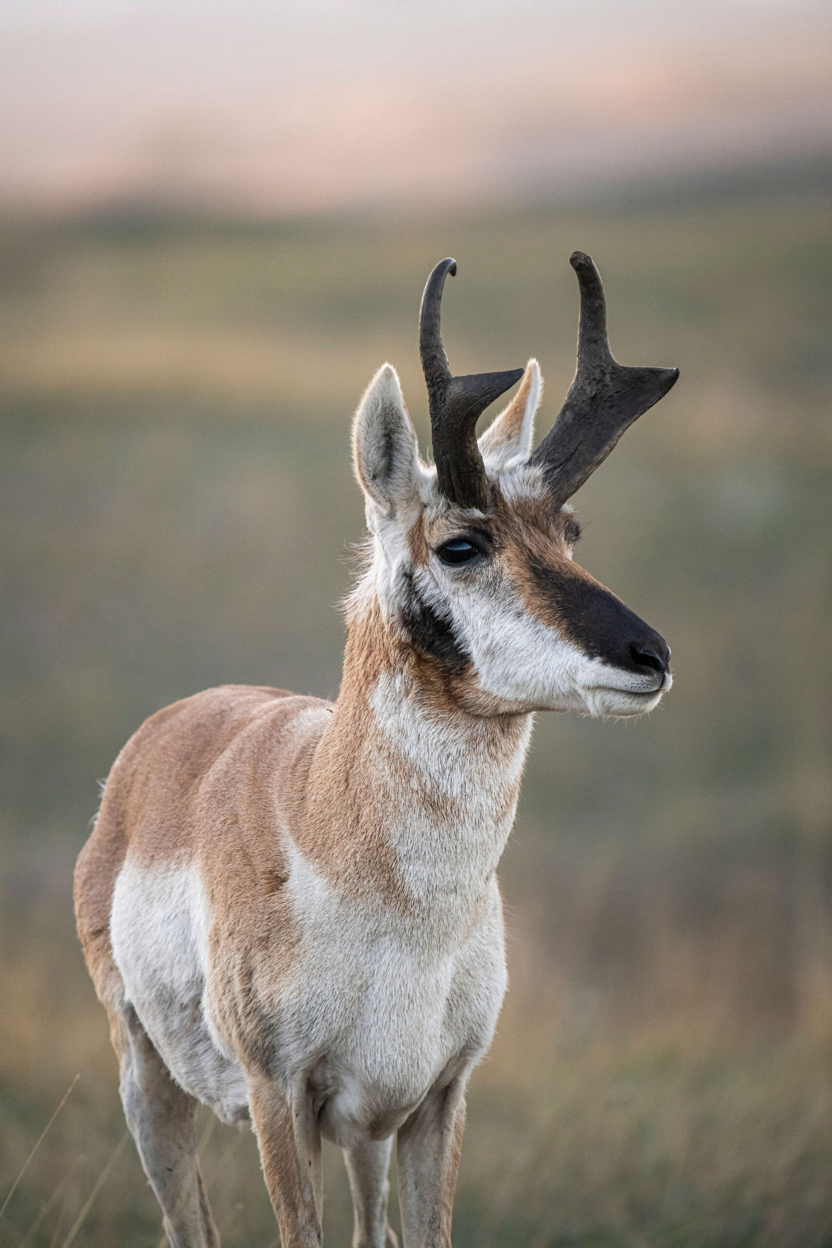 Pass or shoot? This antelope is quartering-to at 18 yards, and you have a crossbow.