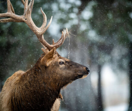 When to draw your bow on elk