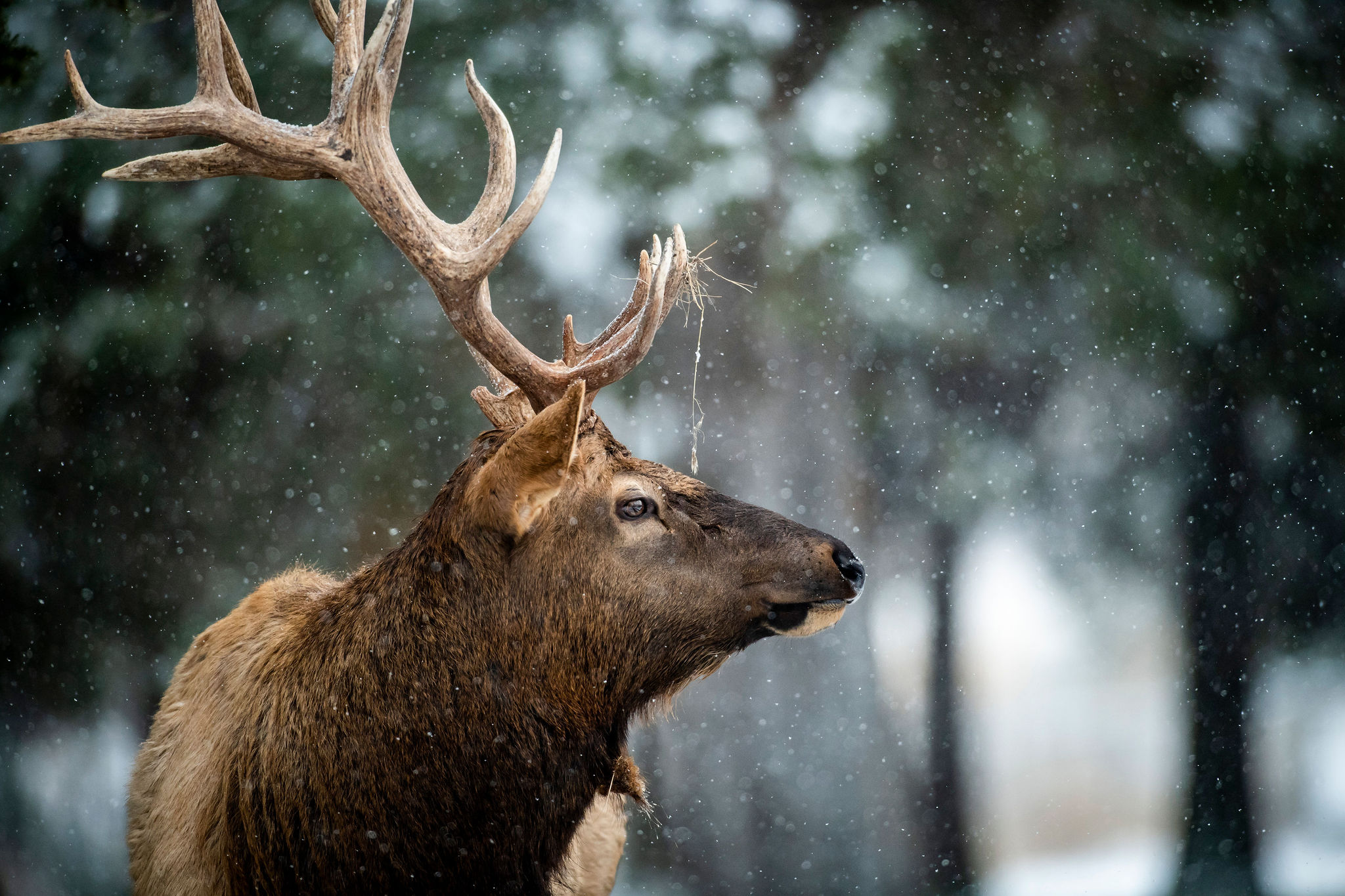 When to draw your bow on elk