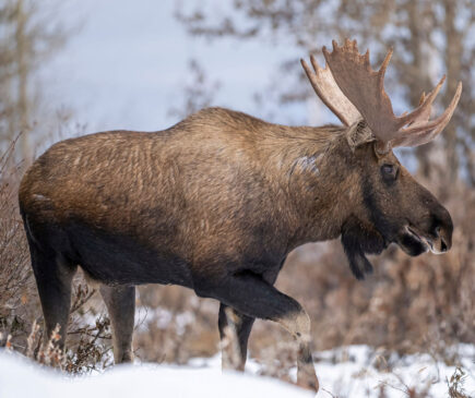 Bull moose shoulder shot