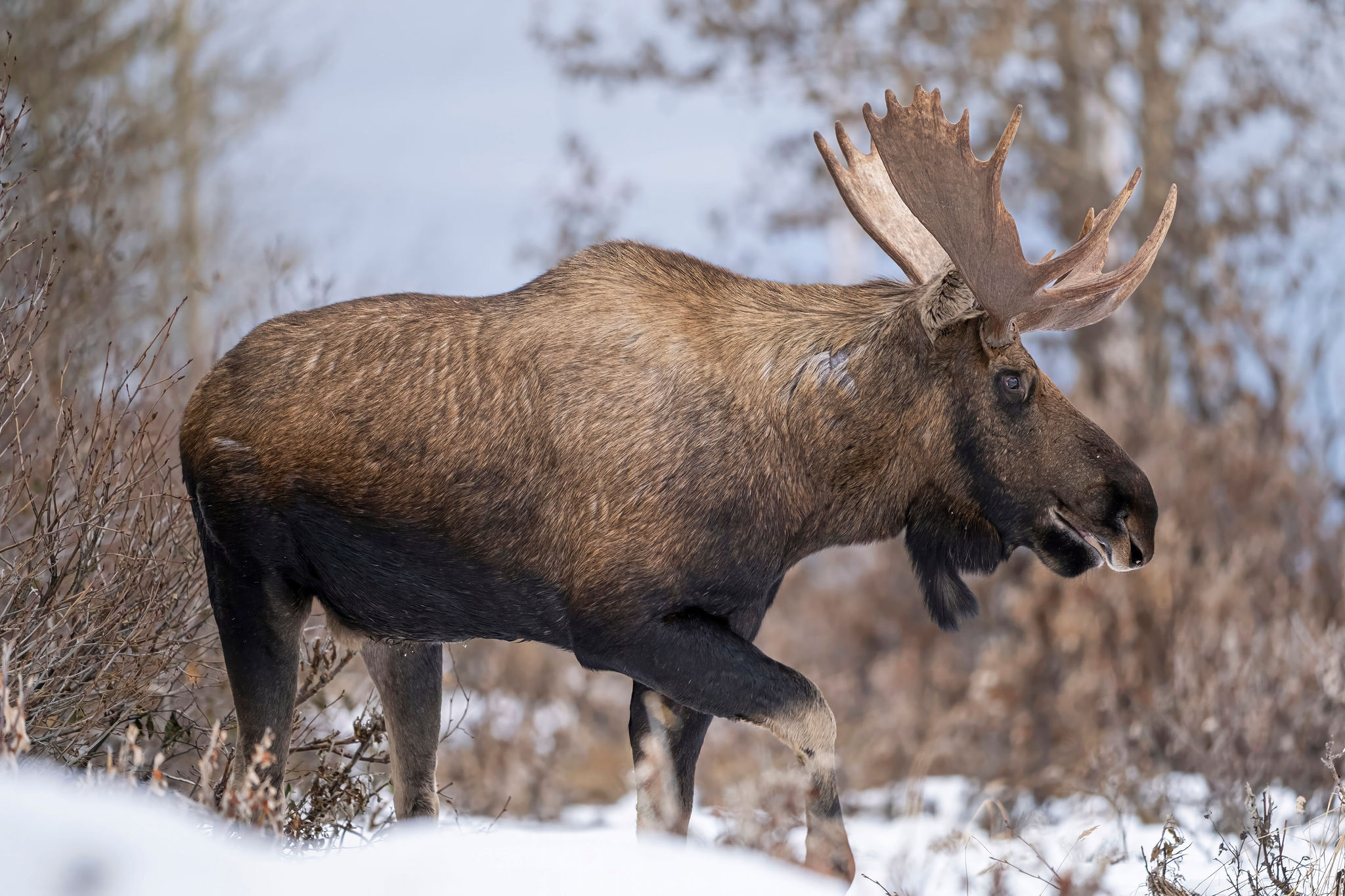 Bull moose shoulder shot