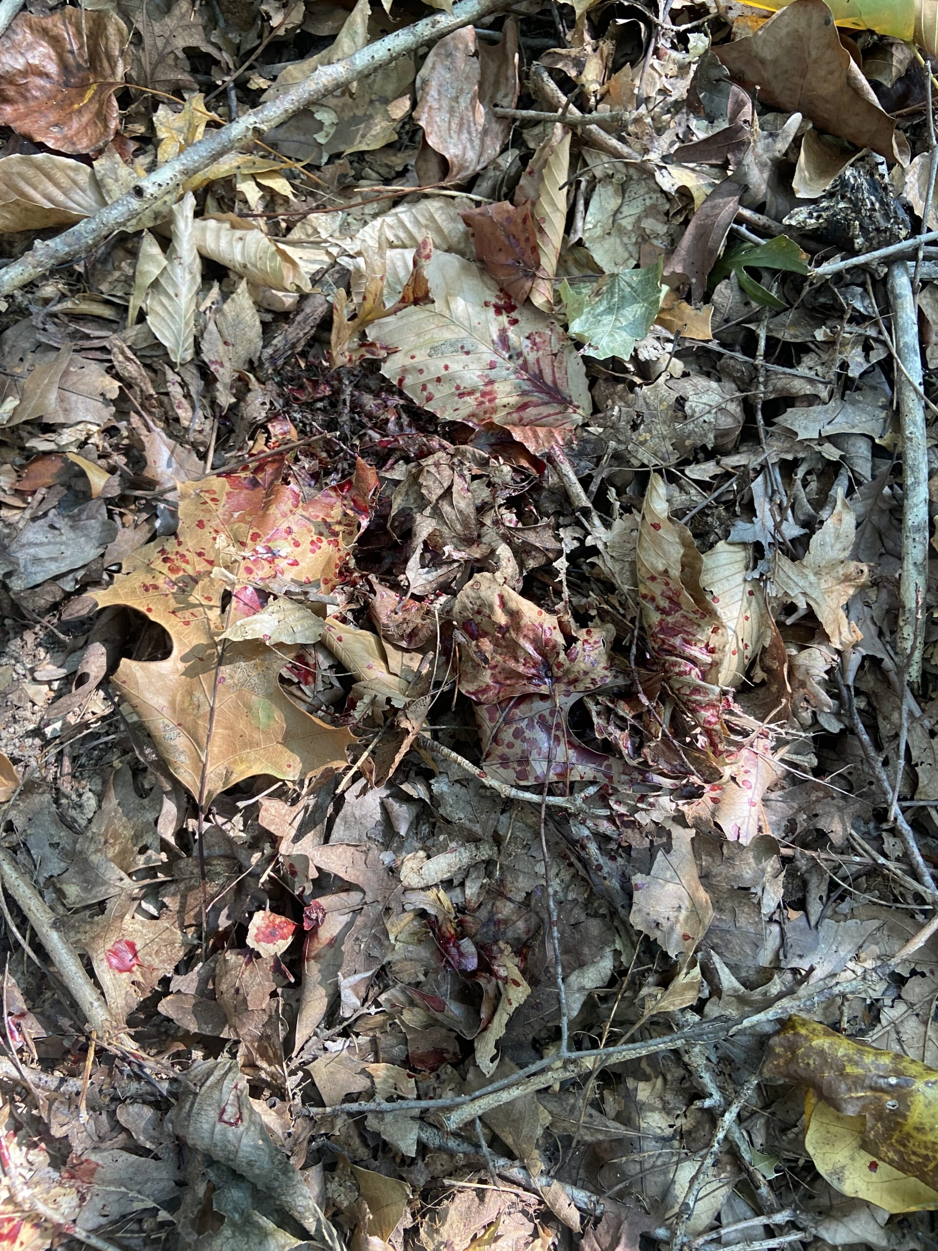 Blood from a brisket shot